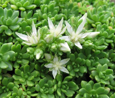 Rhodiola saxifragoides 